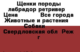 Щенки породы лабрадор ретривер › Цена ­ 8 000 - Все города Животные и растения » Собаки   . Свердловская обл.,Реж г.